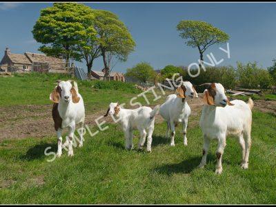 Burkinabé Live Boer Goats