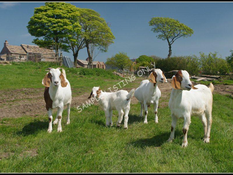 Burkinabé Live Boer Goats