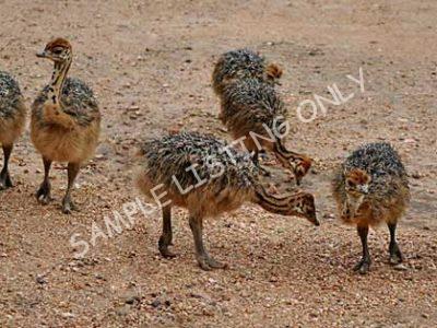 Burkina Faso Ostrich Chicks