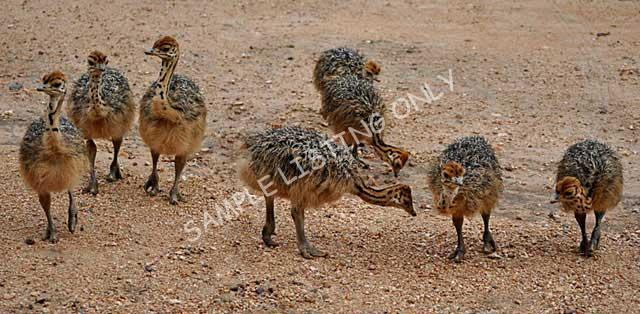 Burkina Faso Ostrich Chicks