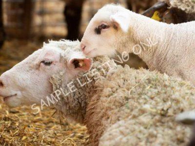 Healthy Burkina Faso Sheep