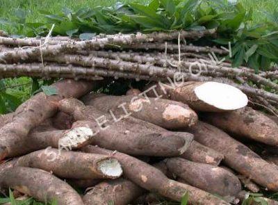 Fresh Burkina Faso Cassava