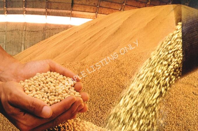 Fresh Dry Burkina Faso Soya Beans