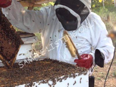 Sweet Burkina Faso Honey
