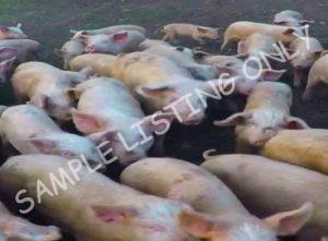 Burkina Faso Healthy Pigs