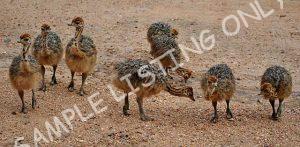 Burkina Faso Guinea Fowls